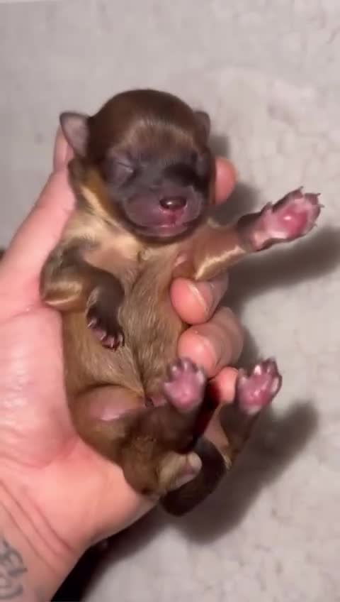 Pomeranian dogs for stud: Kc Pomeranian Male For STUD DUTIES - Video 3