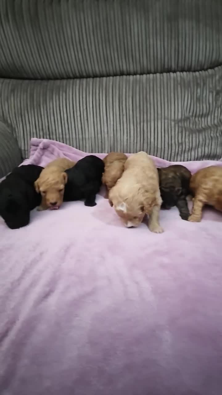 Mixed Breed dogs for sale: READY TO LEAVE!!PRICE REDUCED!! - Video 2