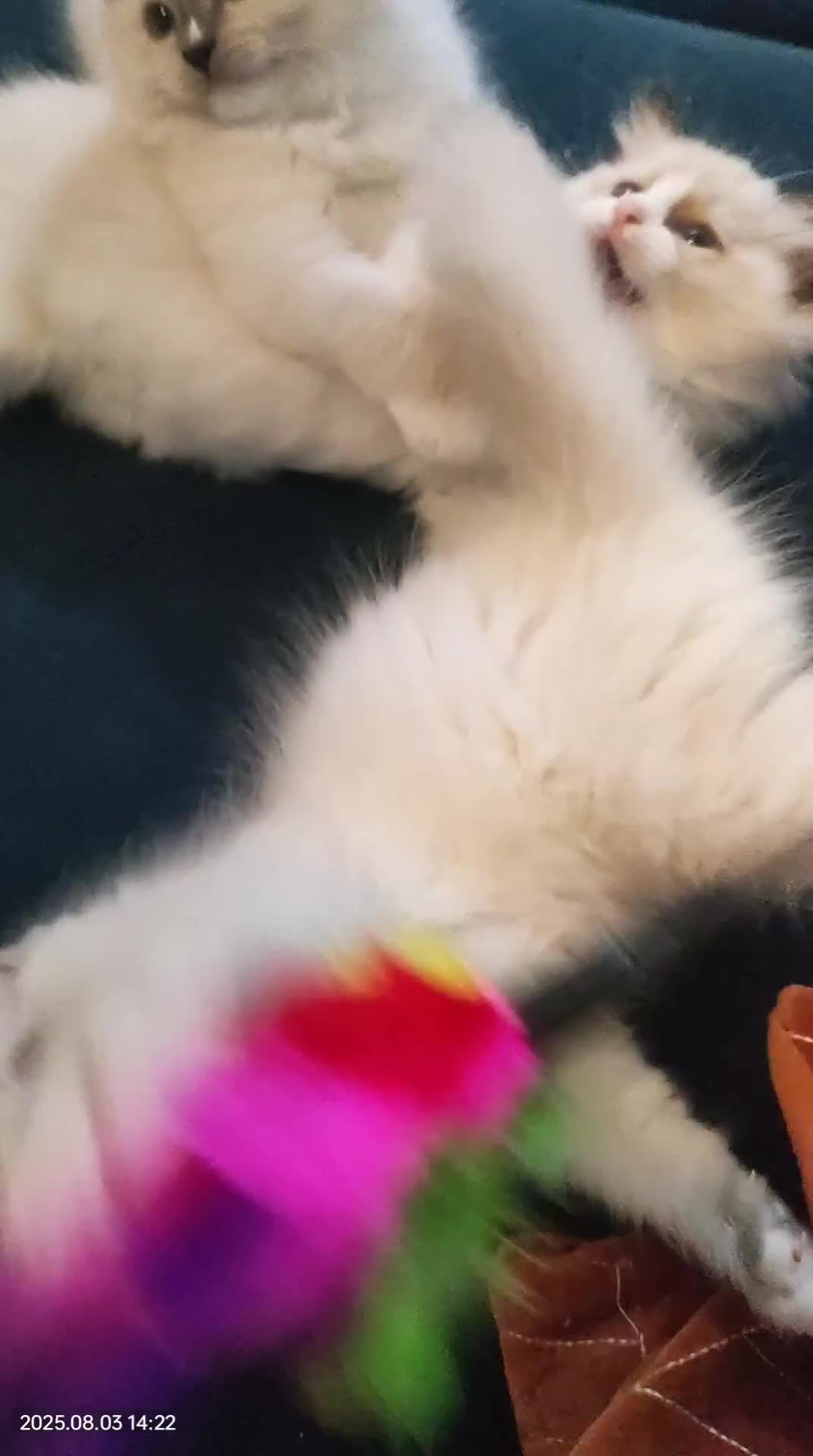 Ragdoll cats for sale: Stunning,TICA registered Ragdoll kittens - Video 4