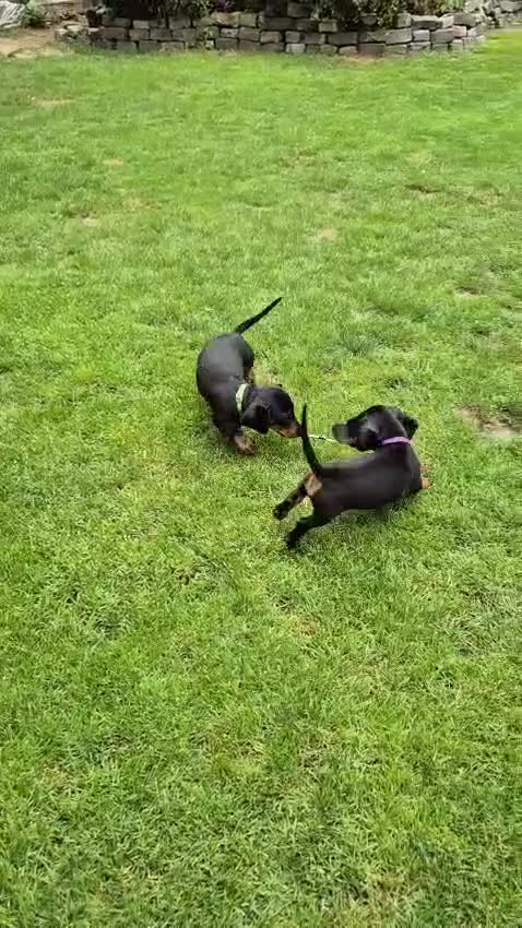 Miniature Dachshund dogs for sale: Ready Now Full Pedigree KC Reg Mini Dachshunds - Video 1