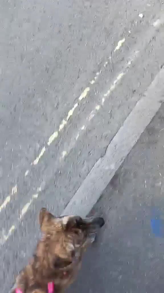 Mixed Breed dogs for adoption: Loving forever home needed for Indie - Video 2