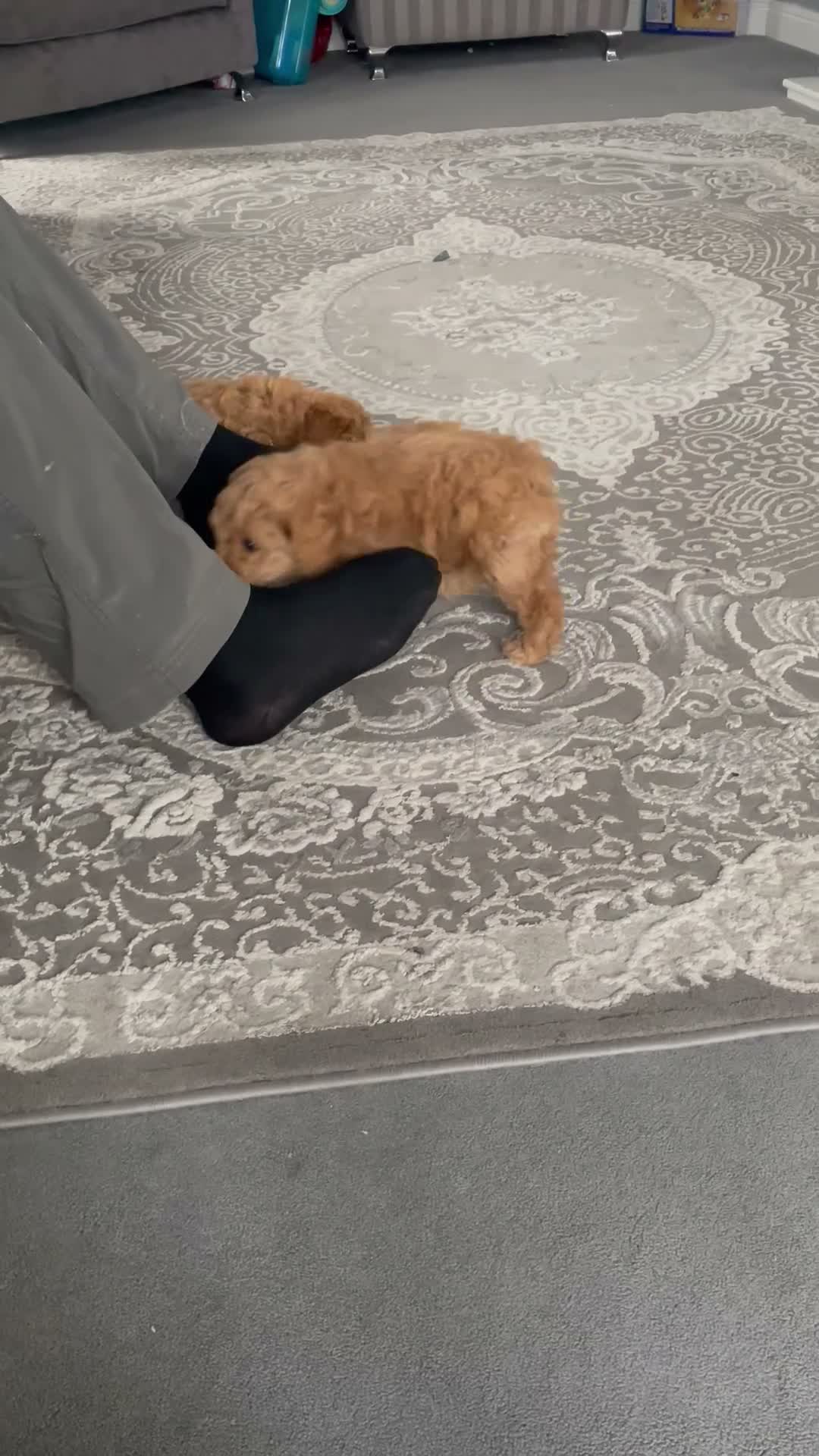 Cavapoochon dogs for sale: 2 beautiful girl cavapoochon puppies  - Video 1