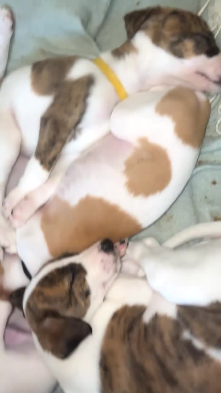 Whippet dogs for sale: 8 WHIPPET PUPPIES   - Video 1