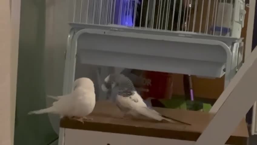 Budgerigars birds for sale: Tamed, young budgie pair for sale - Video 1