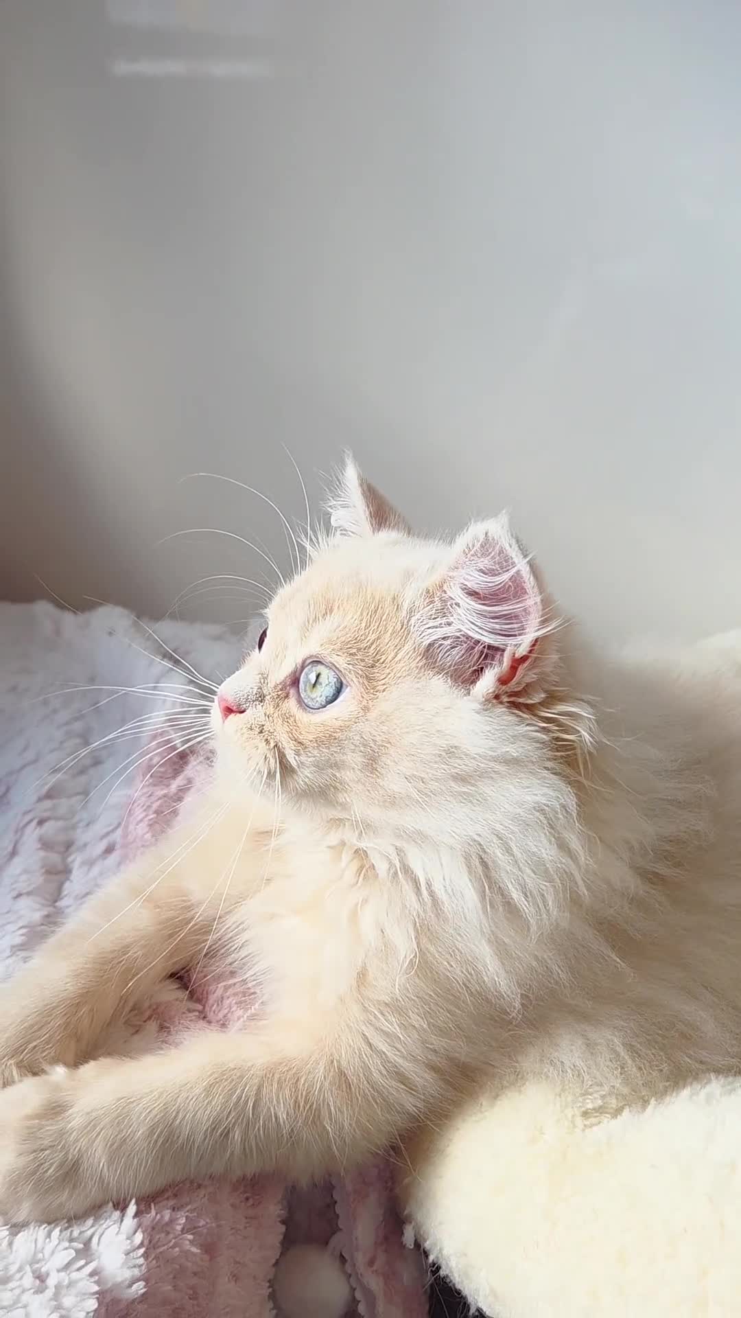 British Shorthair cats for sale: 🌞 last kitten Reduced PRICE British L/H boy  🐾 - Video 2