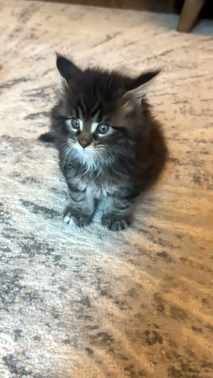 Maine Coon cats for sale: Mainecoon  - Video 2