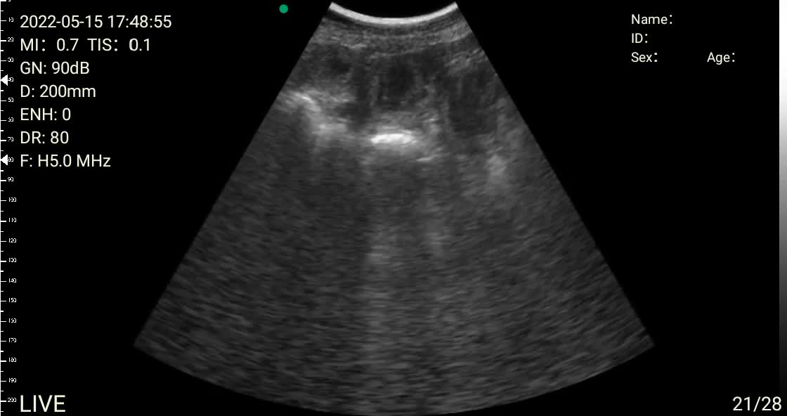 Staffordshire Bull Terrier dogs for stud: Stud for breeding in Ilkeston - Video 1