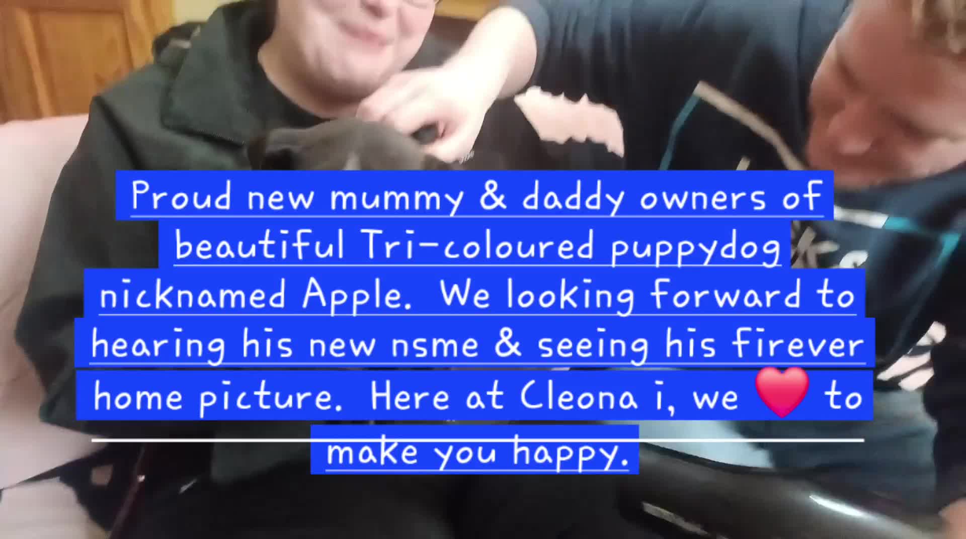 Mixed Breed dogs for sale: Staffordshire Bull Terrier, quarter Jack Russell. - Video 3