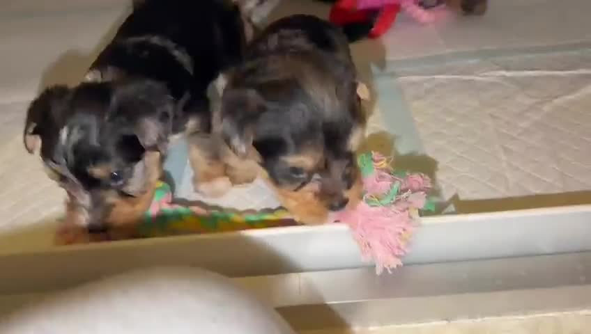 Yorkshire Terrier dogs for sale: 🌸 Stunning Yorkshire terrier puppies available 🌸 - Video 3
