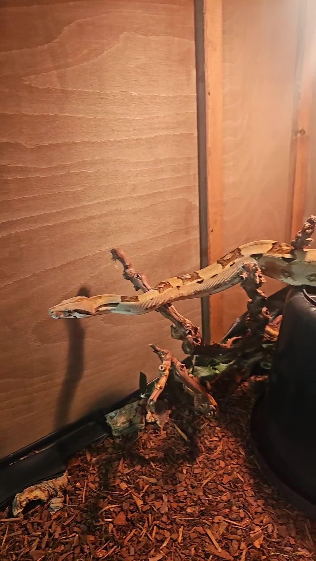 Boa Snake reptiles for sale: Red tail boa - Video 1