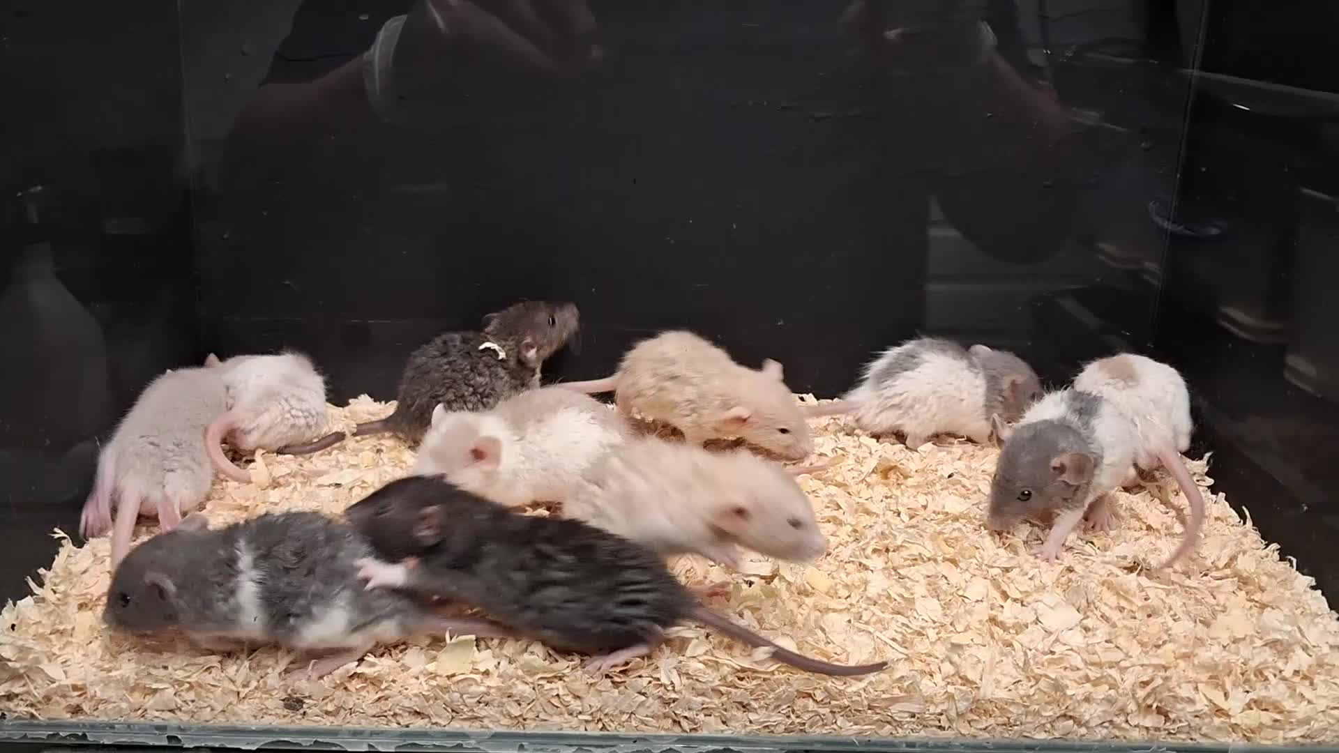 Rat rodents for sale: Baby Dumbo Rats Males and Females available - Video 1