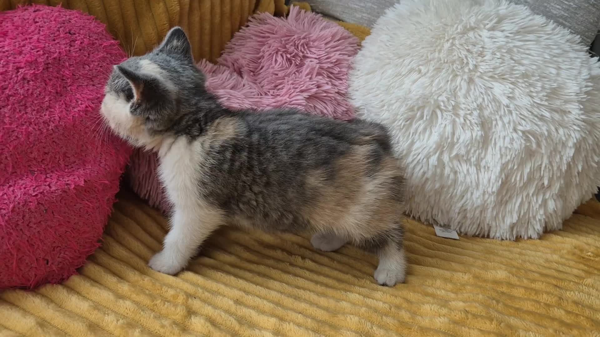British Shorthair cats for sale: Ready! From GCCF parents with champions in line - Video 4