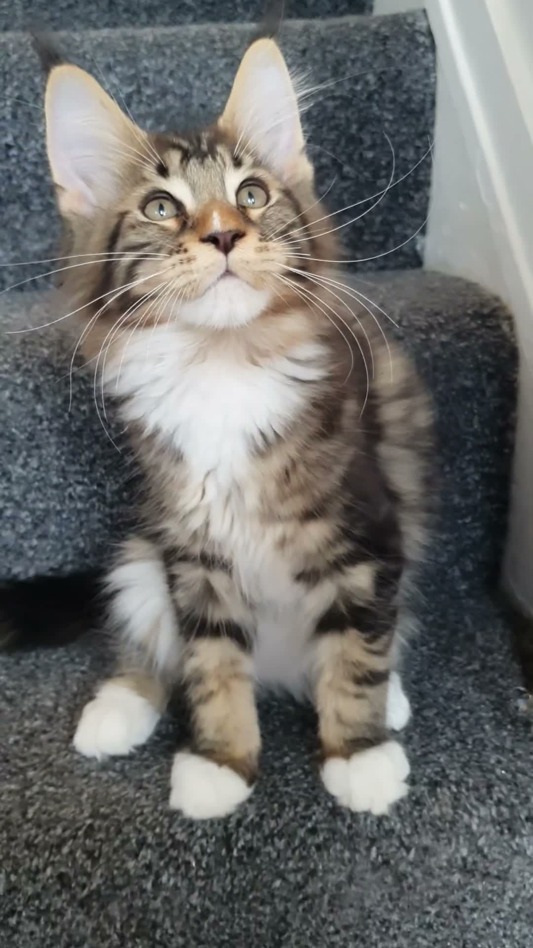 Maine Coon cats for sale: 🌟TICA🌟 pure breed maine coons - Video 1