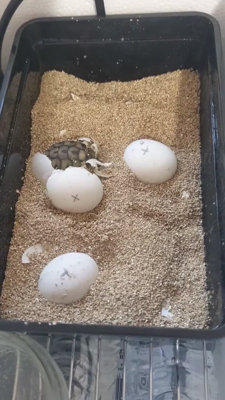 Hermann Tortoise reptiles for sale: Hermann tortoises for sale  - Video 1