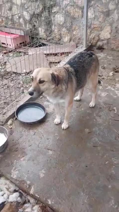 Mixed Breed dogs for adoption: CHLOE - a Lovely mix breed Girl, for a Loving Home - Video 1
