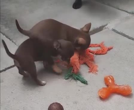 Chihuahua dogs for sale: Chihuahua Puppies - Video 1