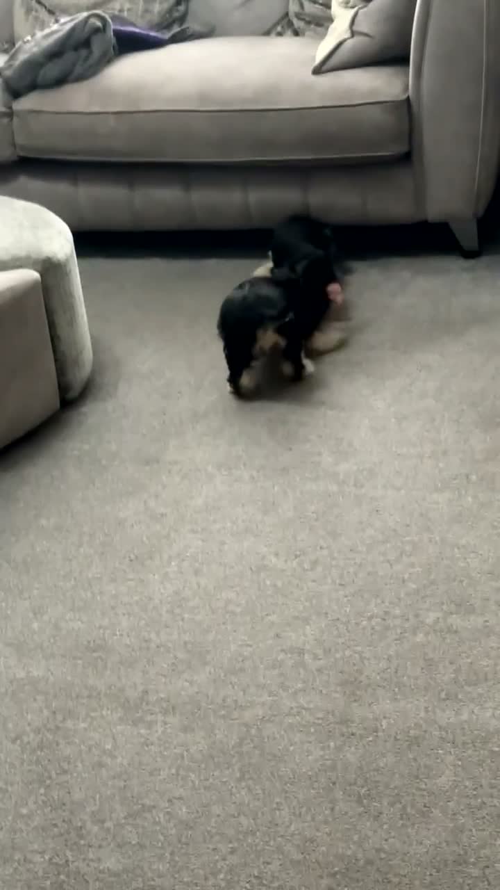 Mixed Breed dogs for sale: 10 week old female cocker spaniel  - Video 1