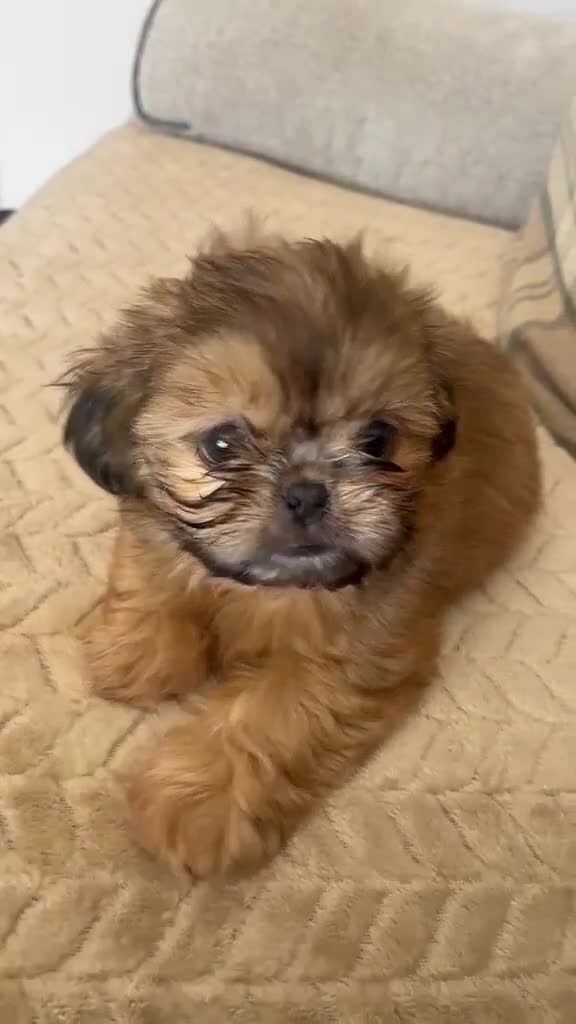 Shih Tzu dogs for sale: Teddy bear miniature imperial shih tzu male - Video 1
