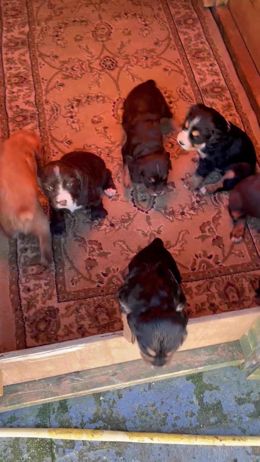 Cocker Spaniel dogs for sale: Cocker spaniel  - Video 1