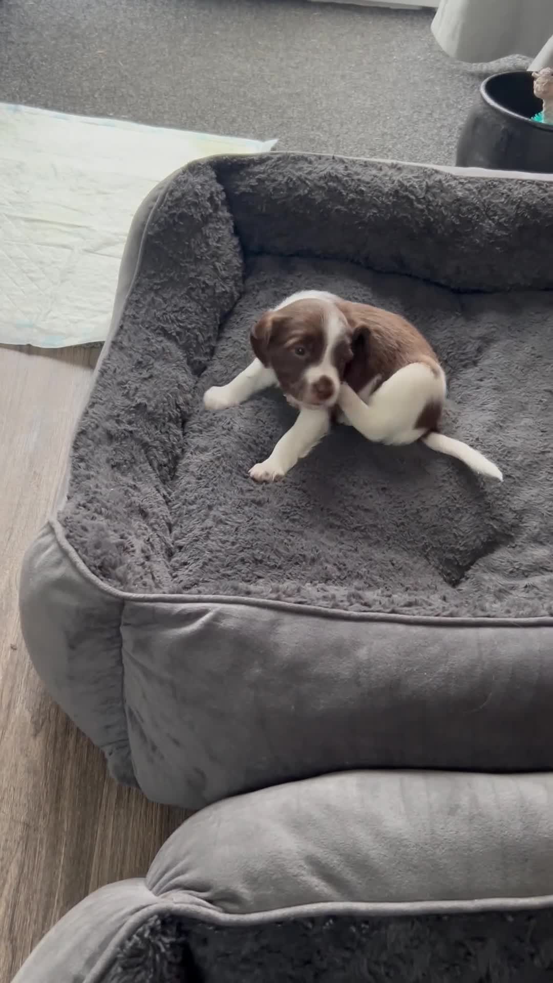 Sprollie dogs for sale: Sprollie  - Video 2