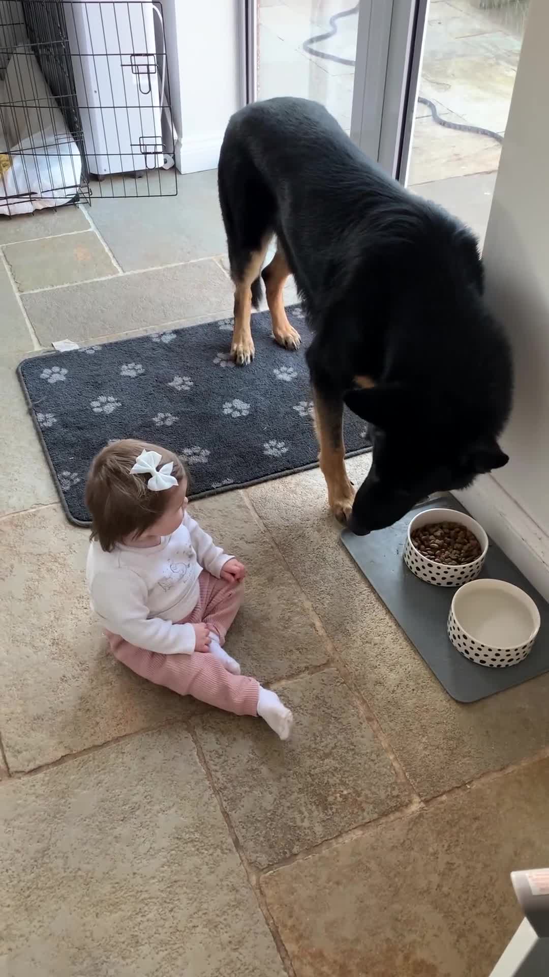 German Shepherd dogs for sale: 5 Year Old German Shepherd for Rehoming - Video 3