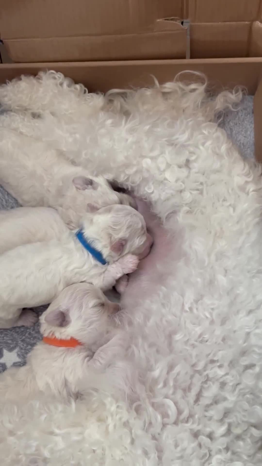 Bichon Frise dogs for sale: ✨ Bichon Frisé Puppies from Champion Bloodlines ✨ - Video 2