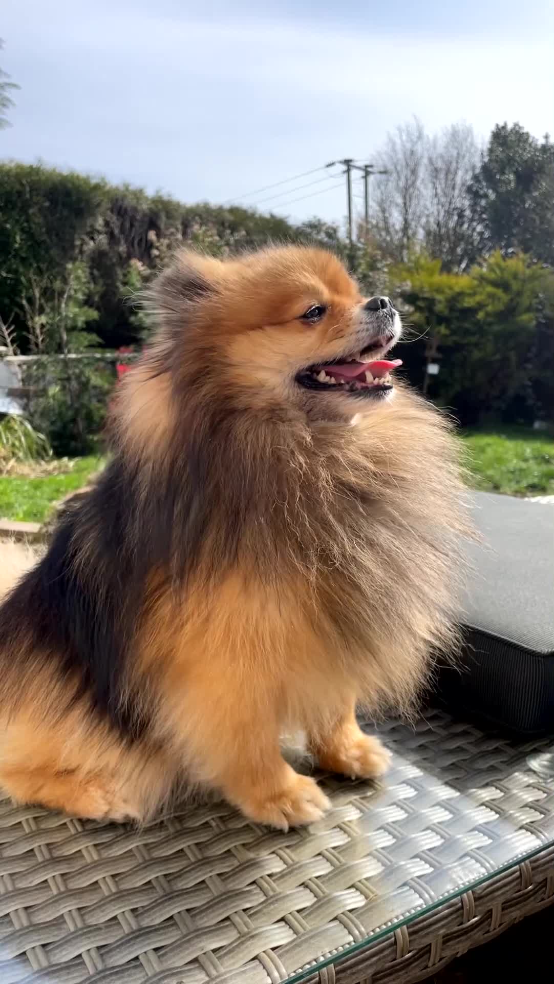 Pomeranian dogs for sale: Beautiful Pedigree Pomeranian  - Video 1