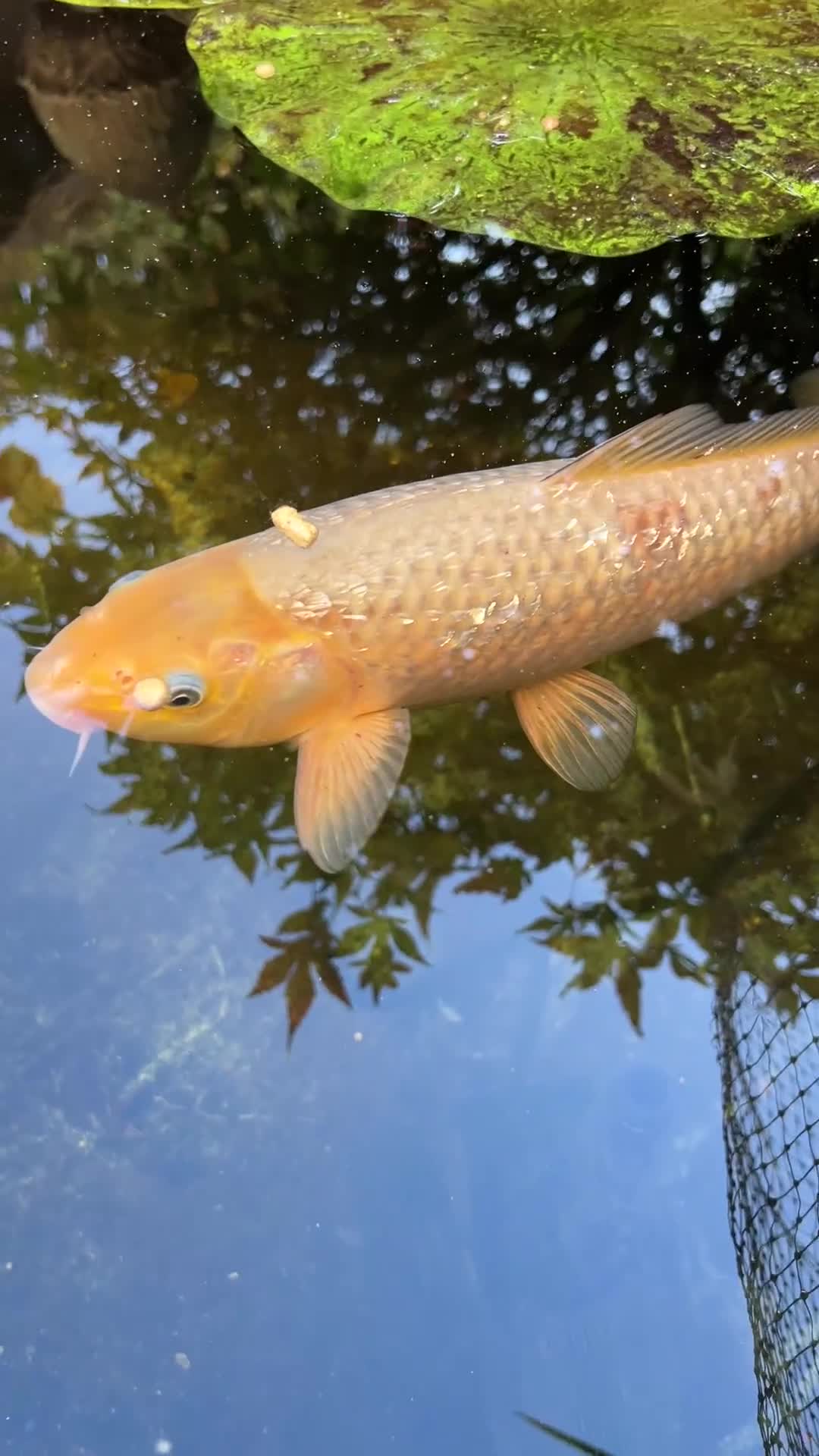 Koi Carp fish for sale: 2 koi Carp for sale  - Video 3