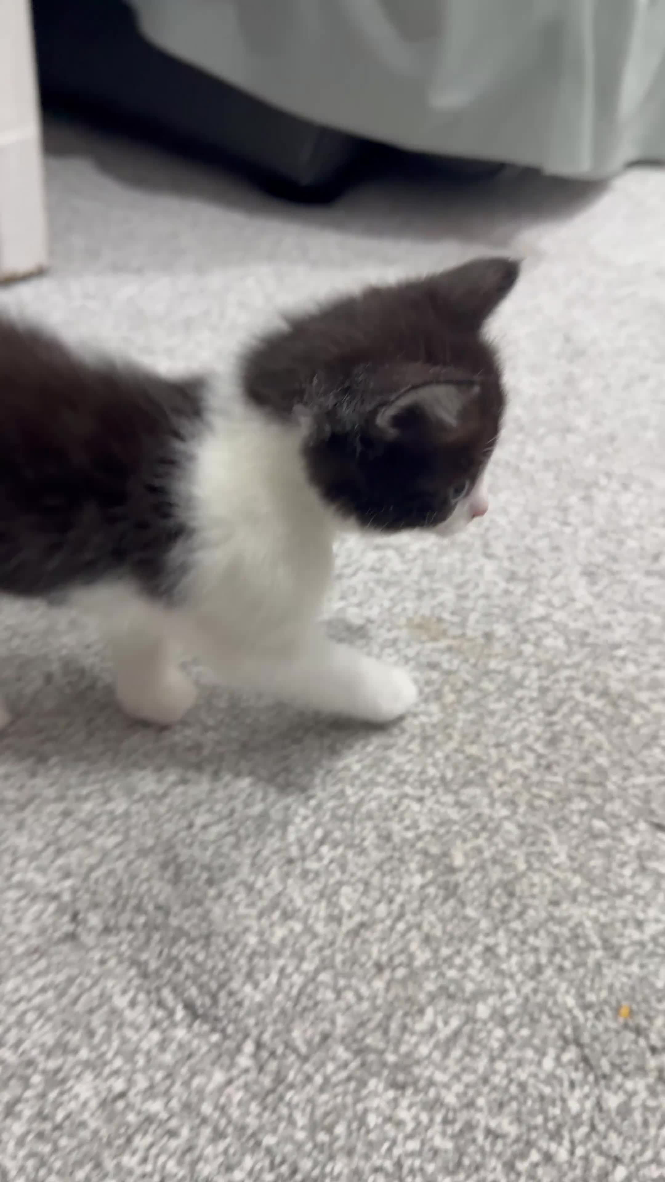 Ragdoll cats for sale: 2 stunning ragdoll kittens and 2 ragdoll x bengal  - Video 1