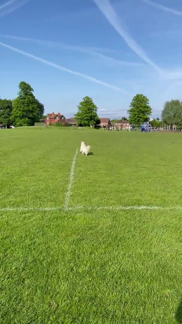 Golden Retriever dogs for stud: Champion line KC Registered Golden Retriever Stud in Harlow - Video 1