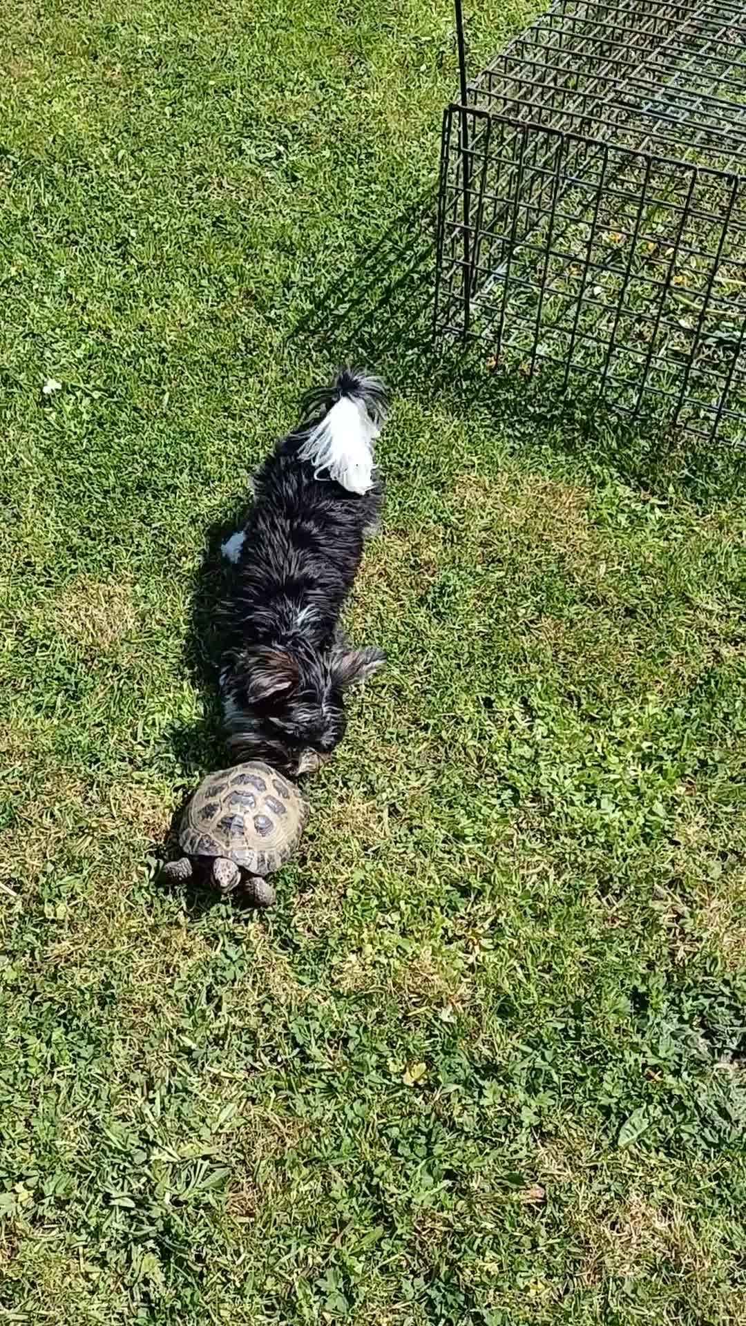 Biewer Terrier dogs for stud: Purebred Pedigree Biewer Terrier Stud - Video 2