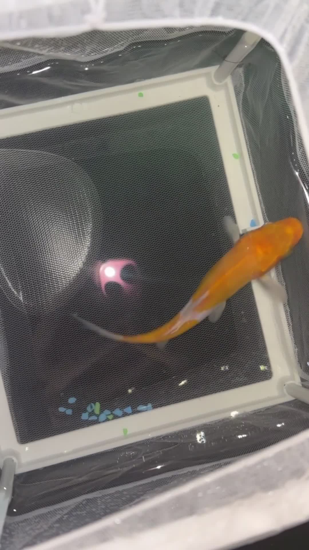 Koi Carp fish for sale: Japanese koi  - Video 3