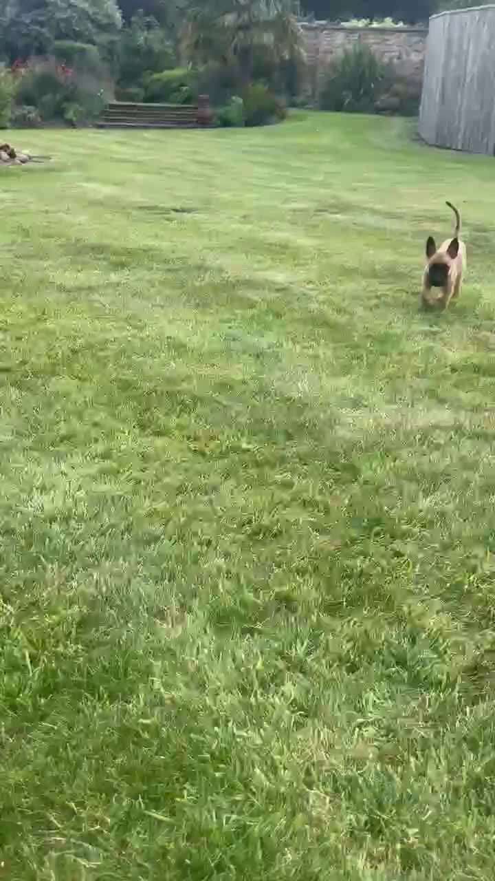 Belgian Shepherd Dog dogs for sale: KC registered Belgian Malinois Puppies - Video 2