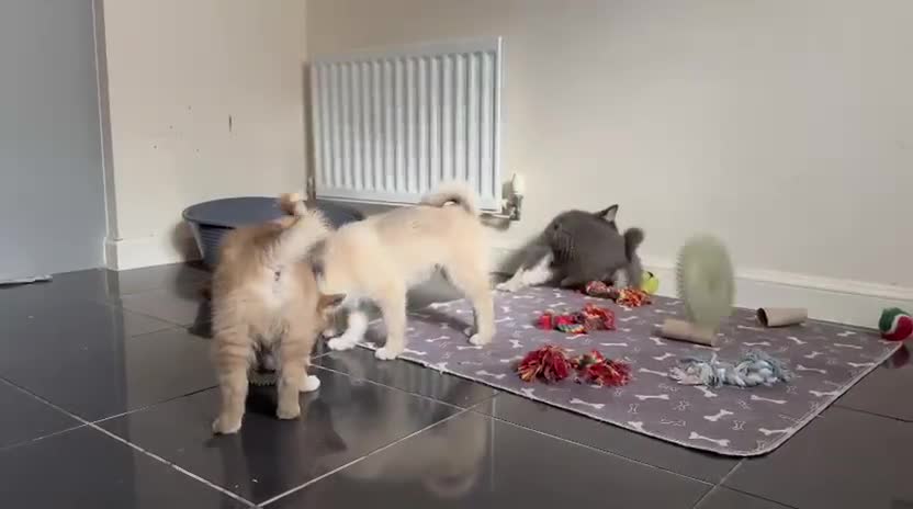 Pomsky dogs for sale: Fully vaccinated, 3 F4 Pomskies. Well socialised. - Video 2