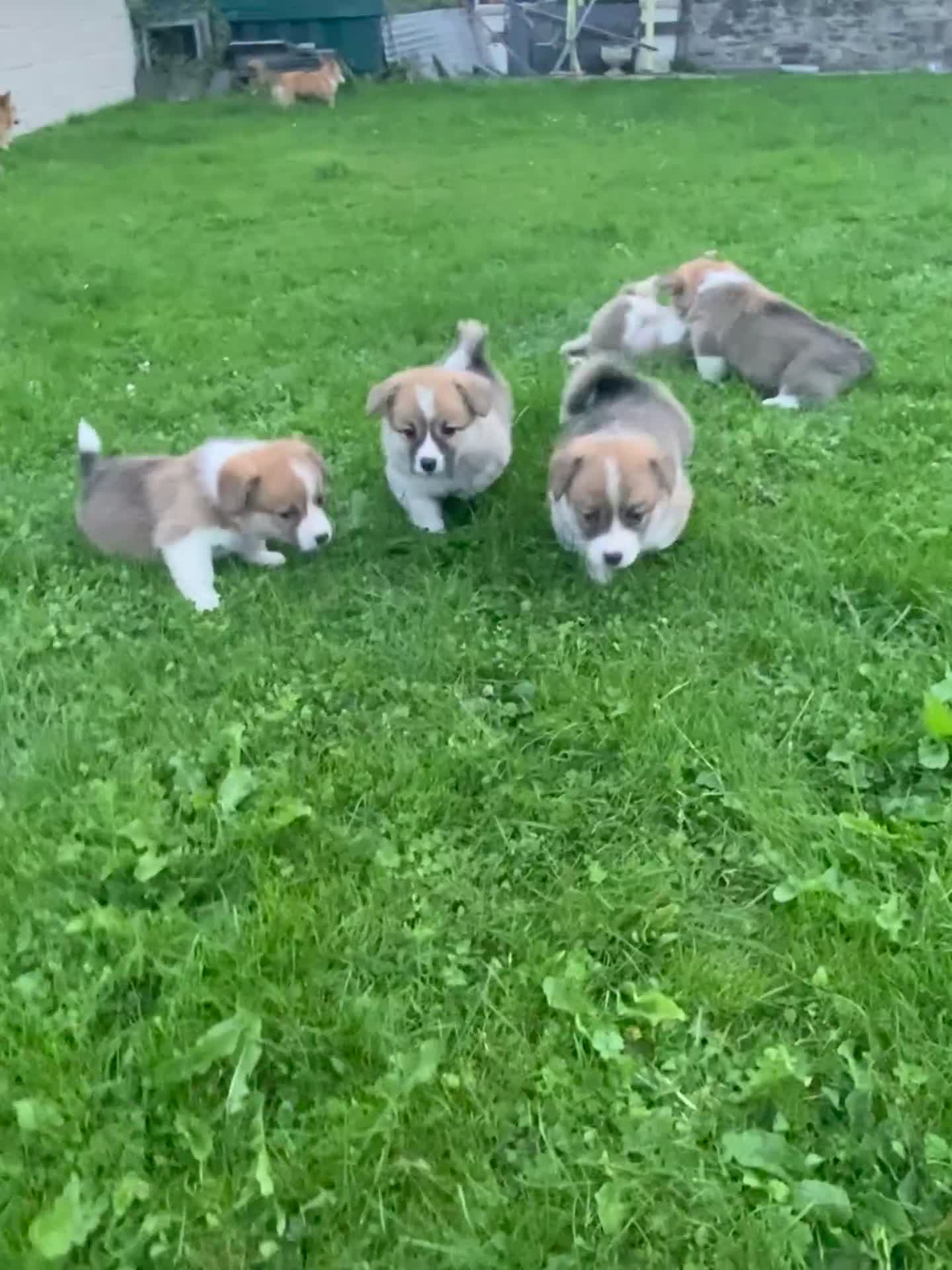 Welsh Corgi Pembroke dogs for sale: Champion Bloodline KC reg puppies - Video 4