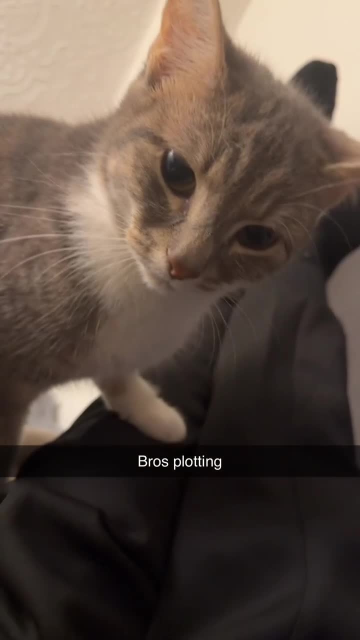 Mixed Breed cats for sale: Female And Male Tabby cats/ kittens  in Preston - Video 4