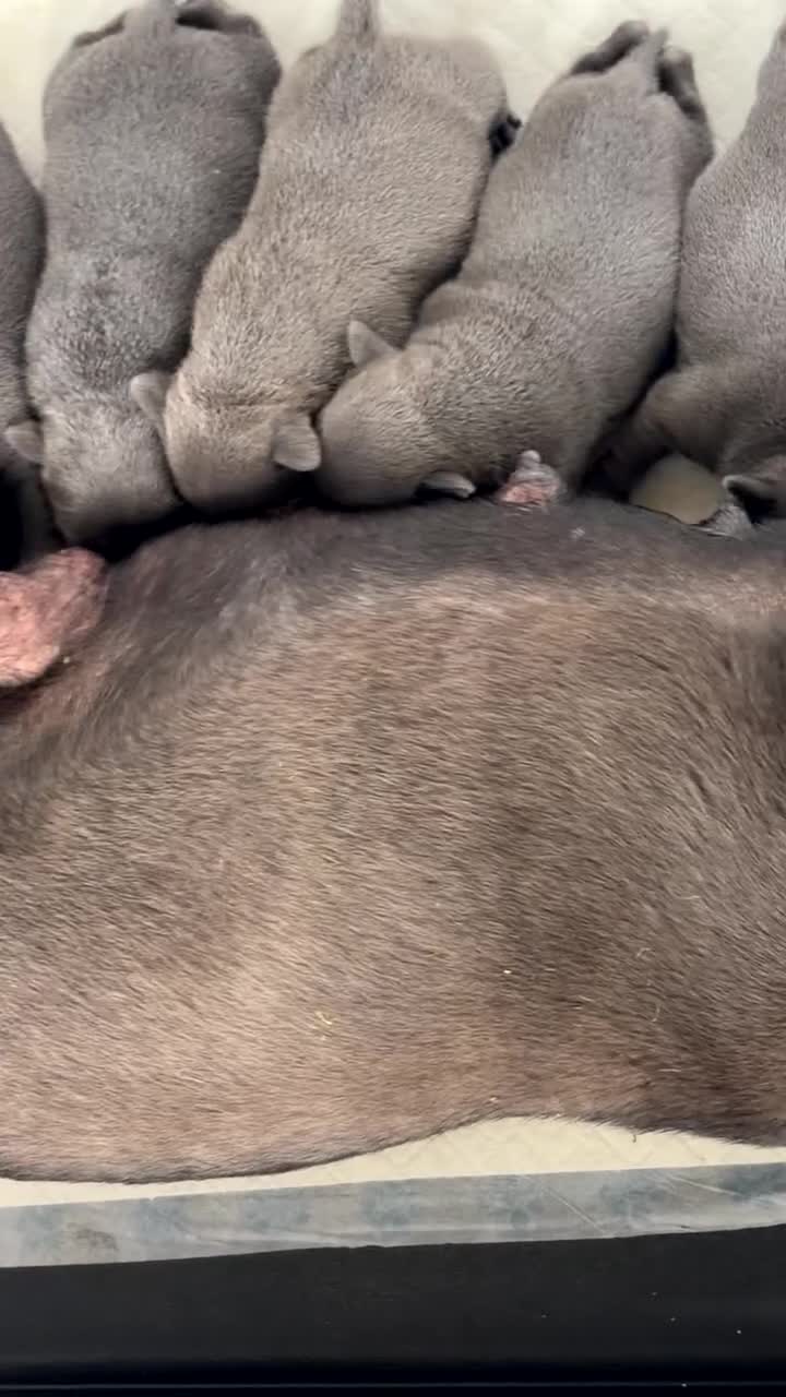 Staffordshire Bull Terrier dogs for sale: 💙ONE STUNNING BOY LEFT Blue KCreg  💙 - Video 2