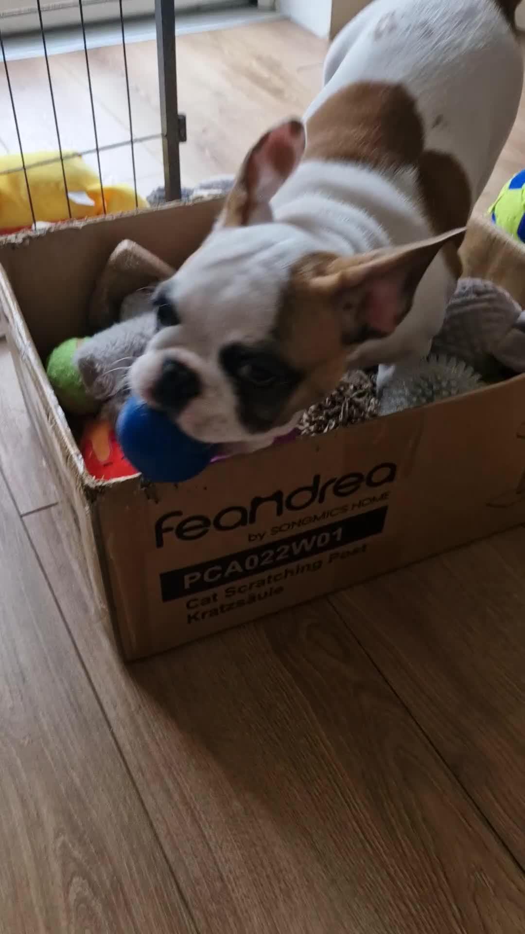 French Bulldog dogs for sale: French Bulldogs - Video 1