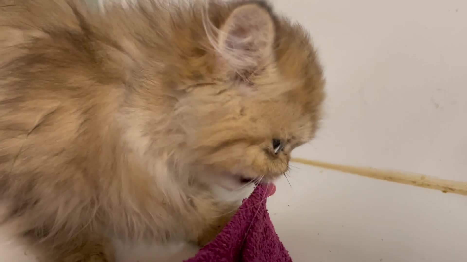 Persian cats for sale: Persian Chinchilla Girl for sale (REGISTERED) - Video 1