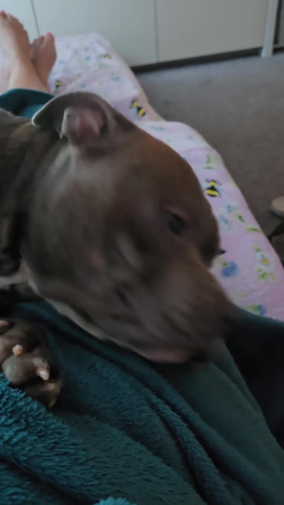 Staffordshire Bull Terrier dogs for stud: Jimmy Stafford  - Video 2