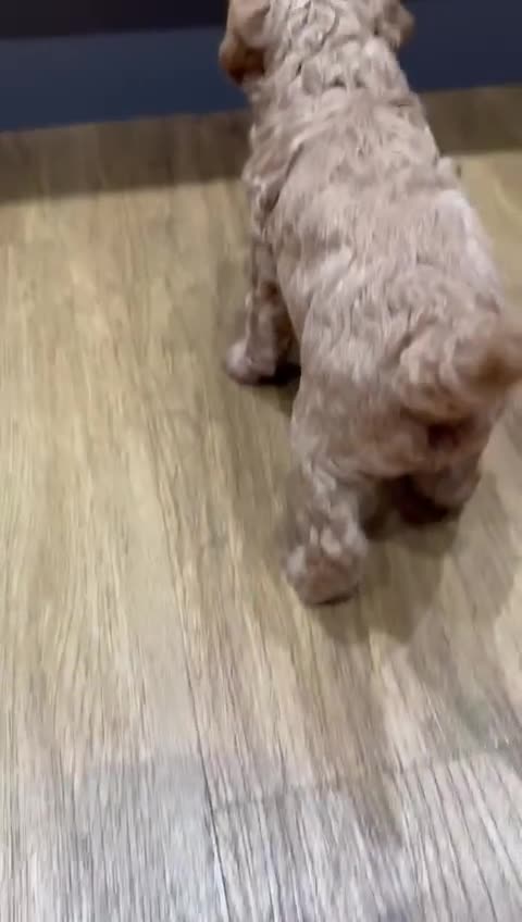 Cavapoo dogs for sale: Two Gorgeous light red Cavapoo Boys  - Video 3