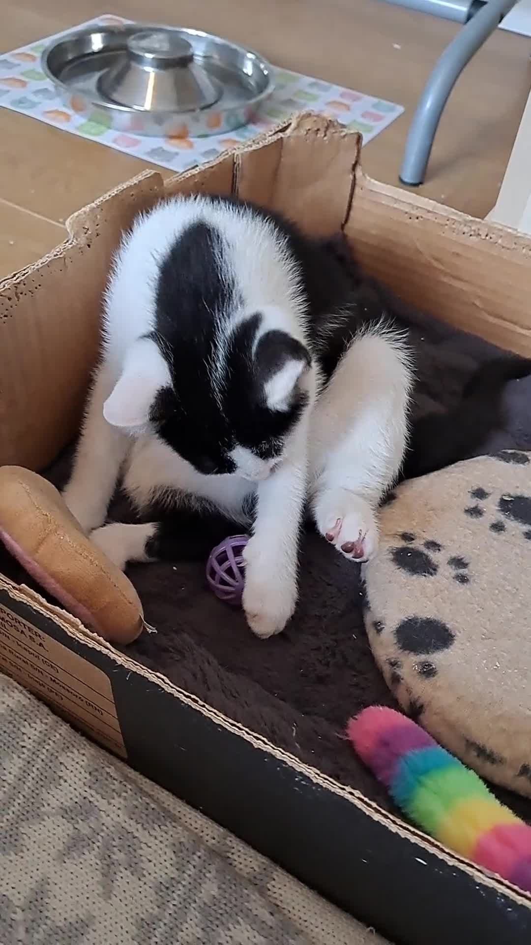 Domestic Shorthair cats for sale: 2 Gorgeous Pairs Of Kittens - Video 2