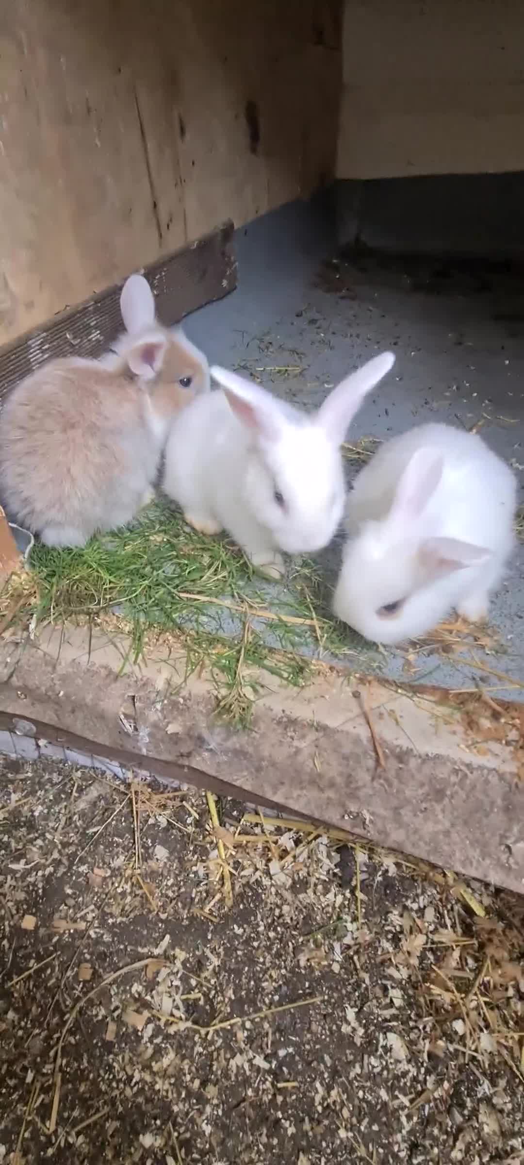 English Lop rabbits for sale: Bunny  - Video 1
