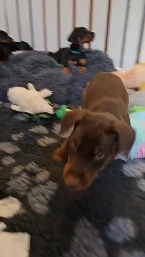 Dobermann dogs for sale: HEALTH TESTED, HOME REARED, STUNNING DOBERMAN PUPS - Video 1