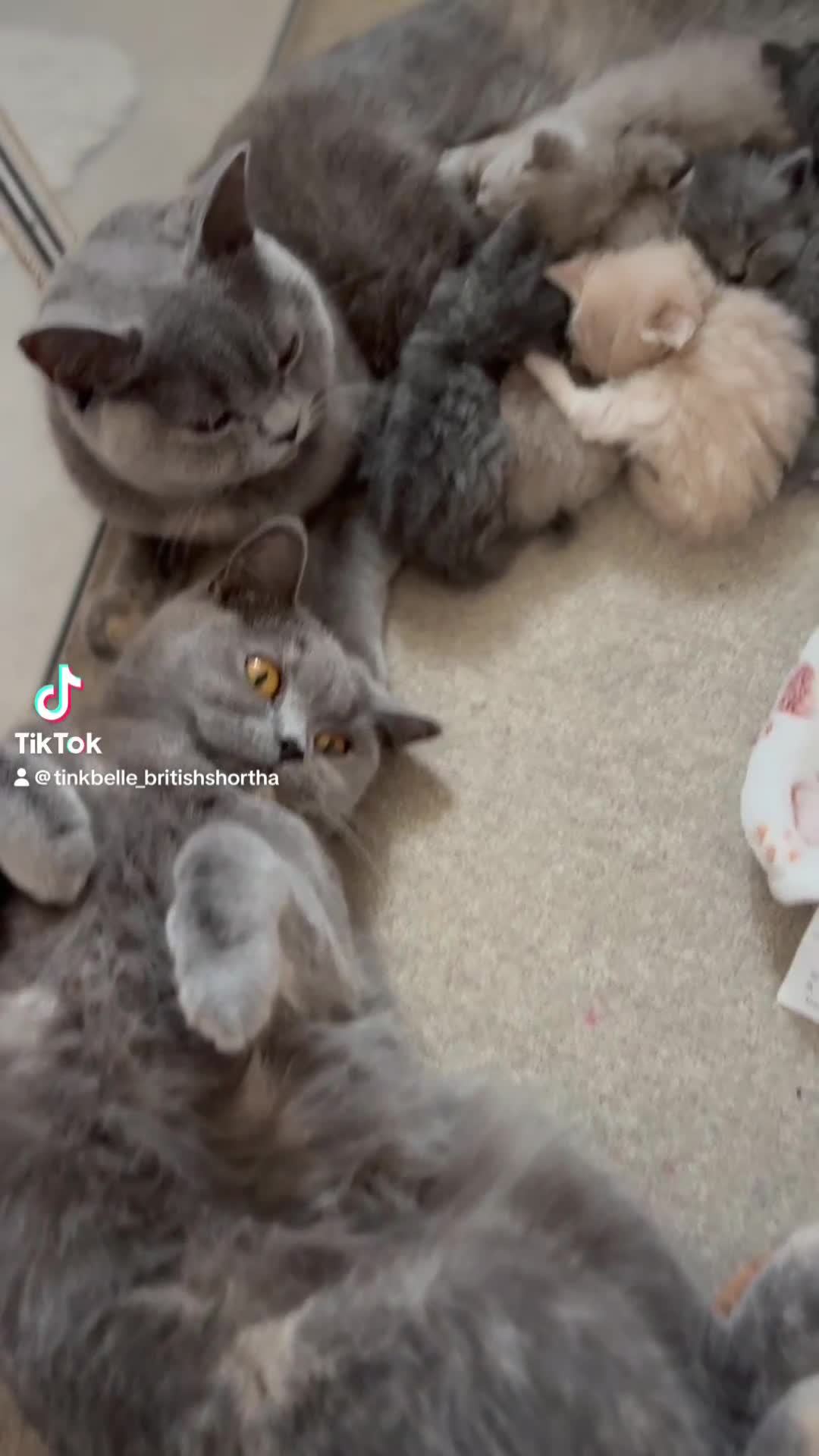 British Shorthair cats for sale: 🐾 GCCF Registered British longhair  Kittens ✨ - Video 2