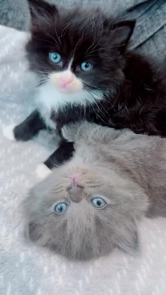 Mixed Breed cats for sale: Gorgeous British Shorthair Mix Kittens  - Video 3