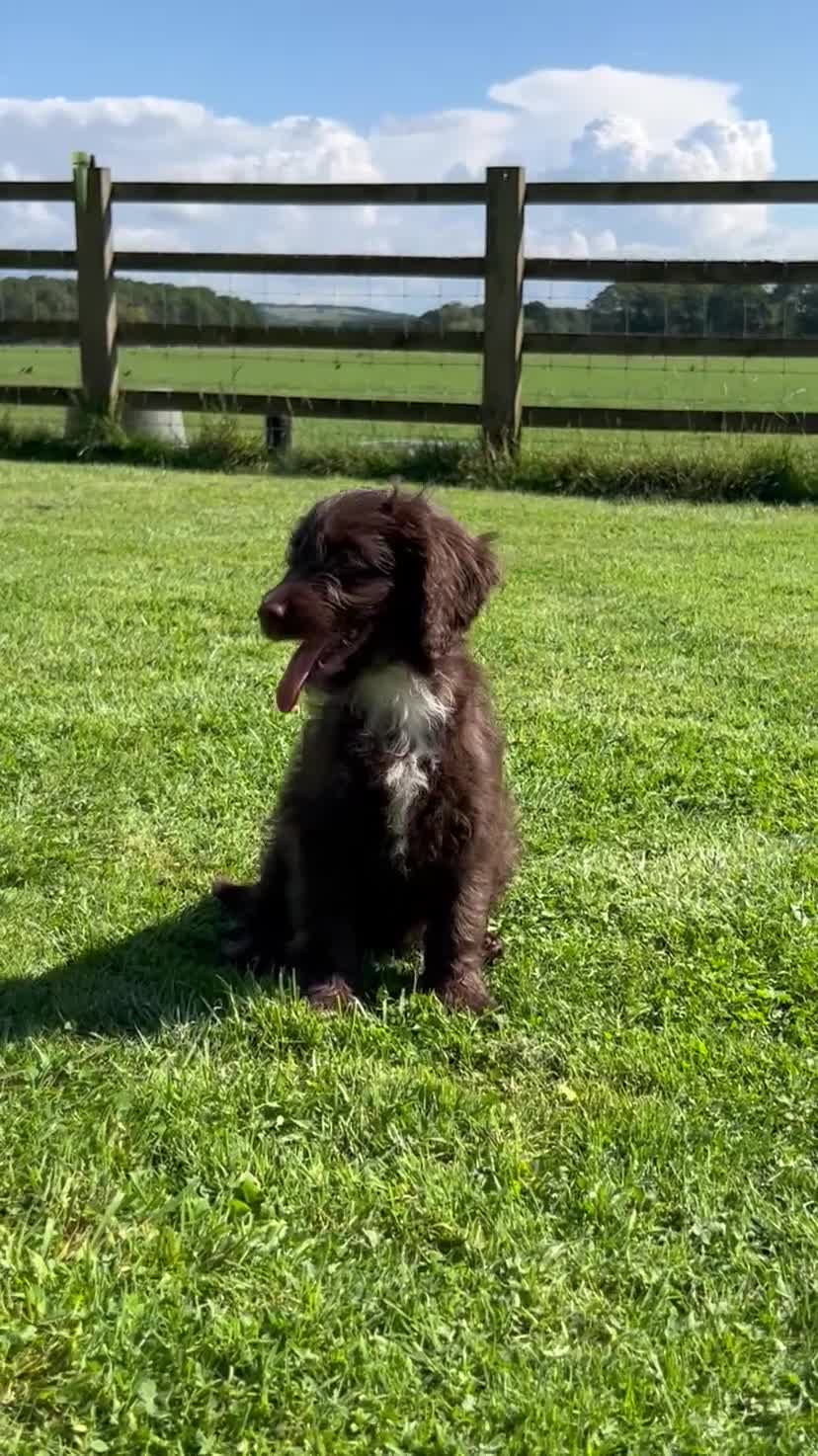 Sproodle dogs for sale: Sproodle Puppies Ready For Their Forever Homes - Video 3
