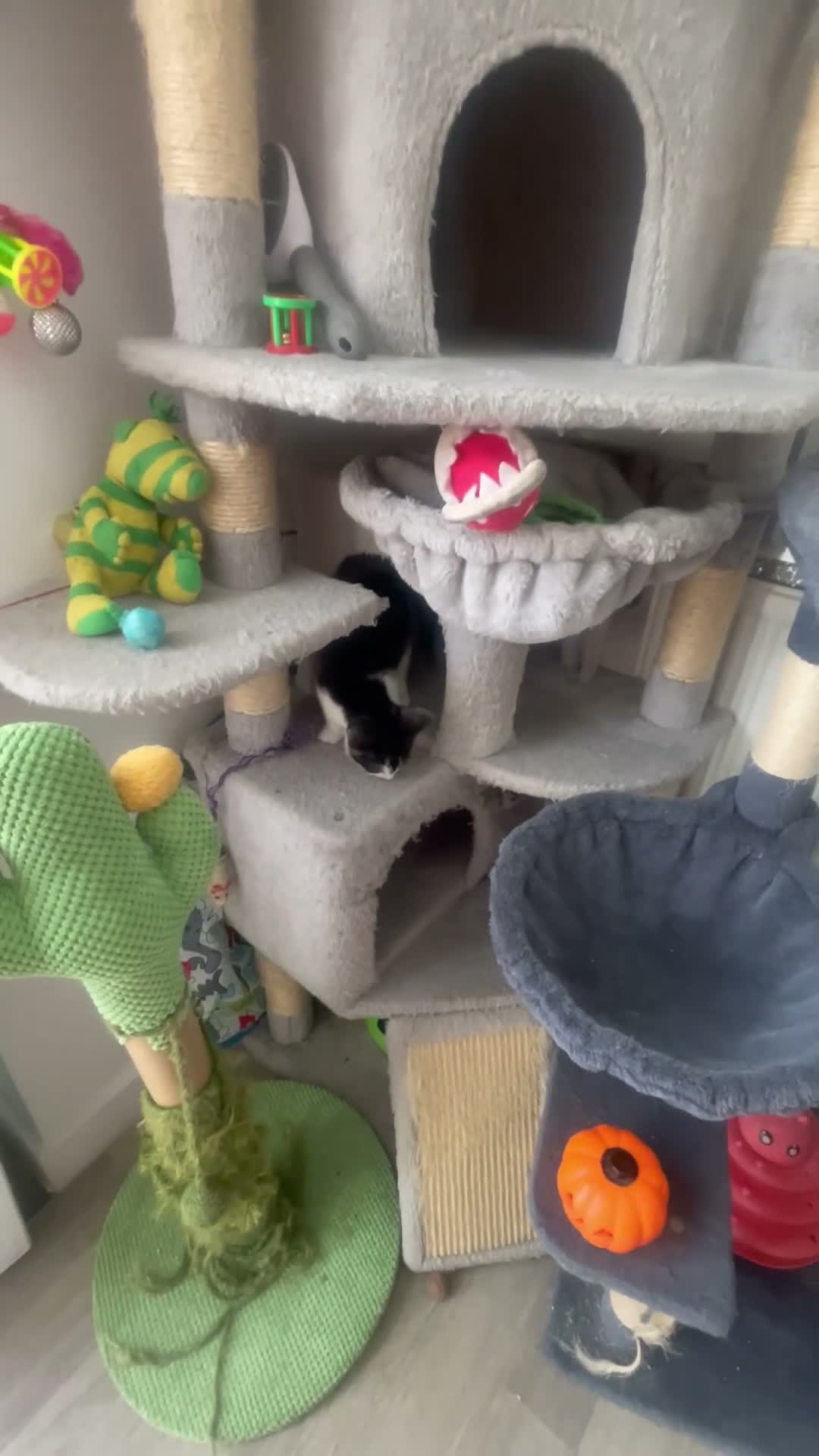 Mixed Breed cats for sale: Extra fluffy kittens - Video 1