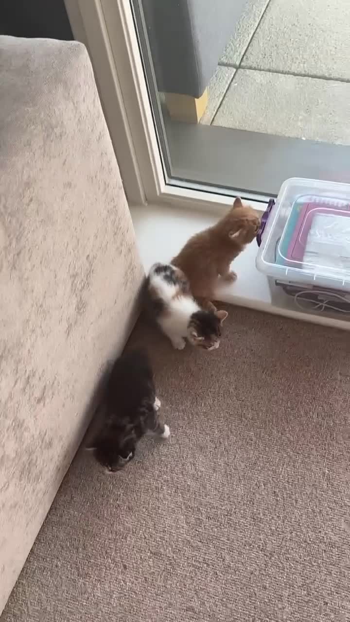 Domestic Shorthair cats for sale: Siberian Mixed (Fluffy Kittens)  - Video 3