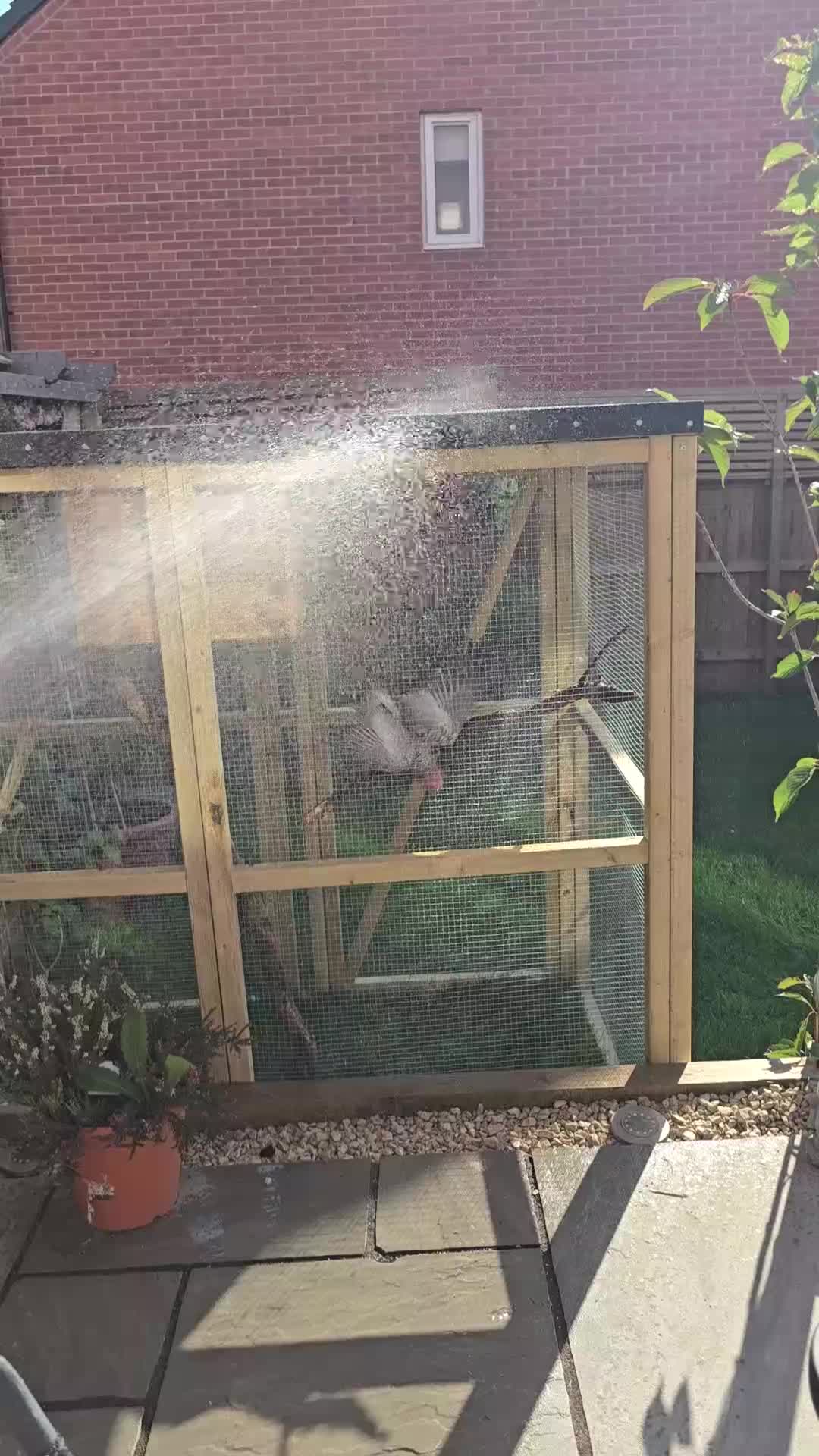 Cockatoo birds for sale: Galah Cockatoo - Video 1
